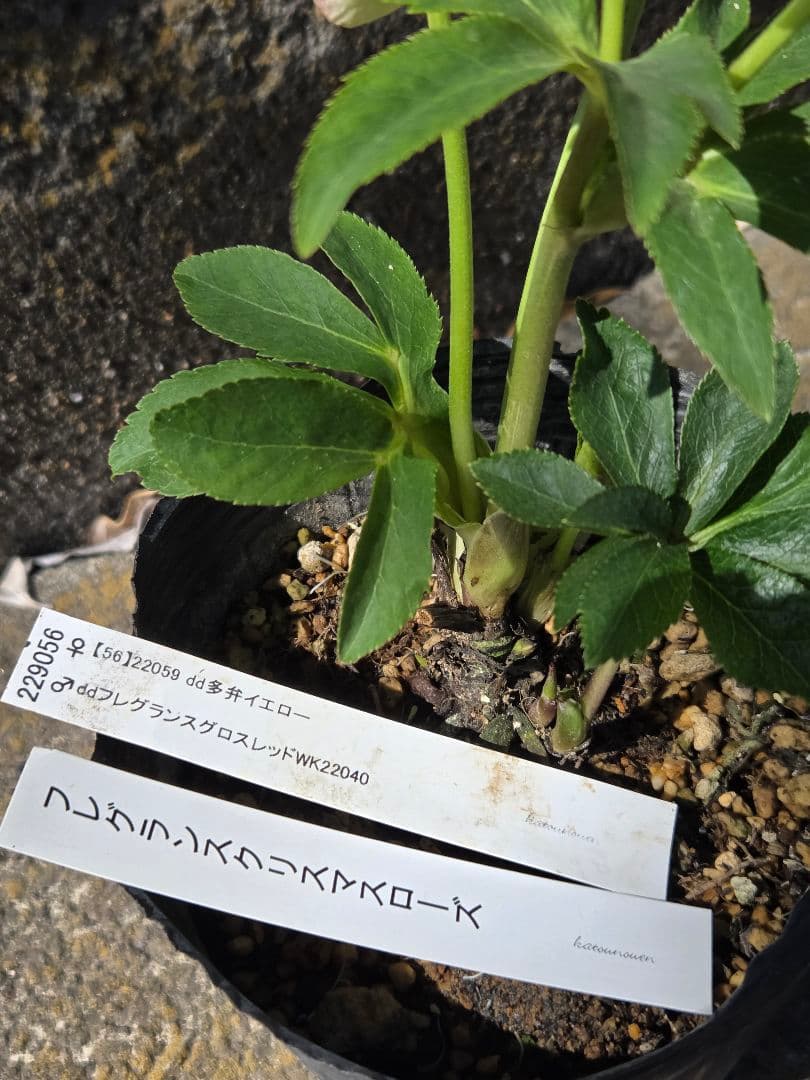 クリスマスローズ フレグランス認定 - メルカリ