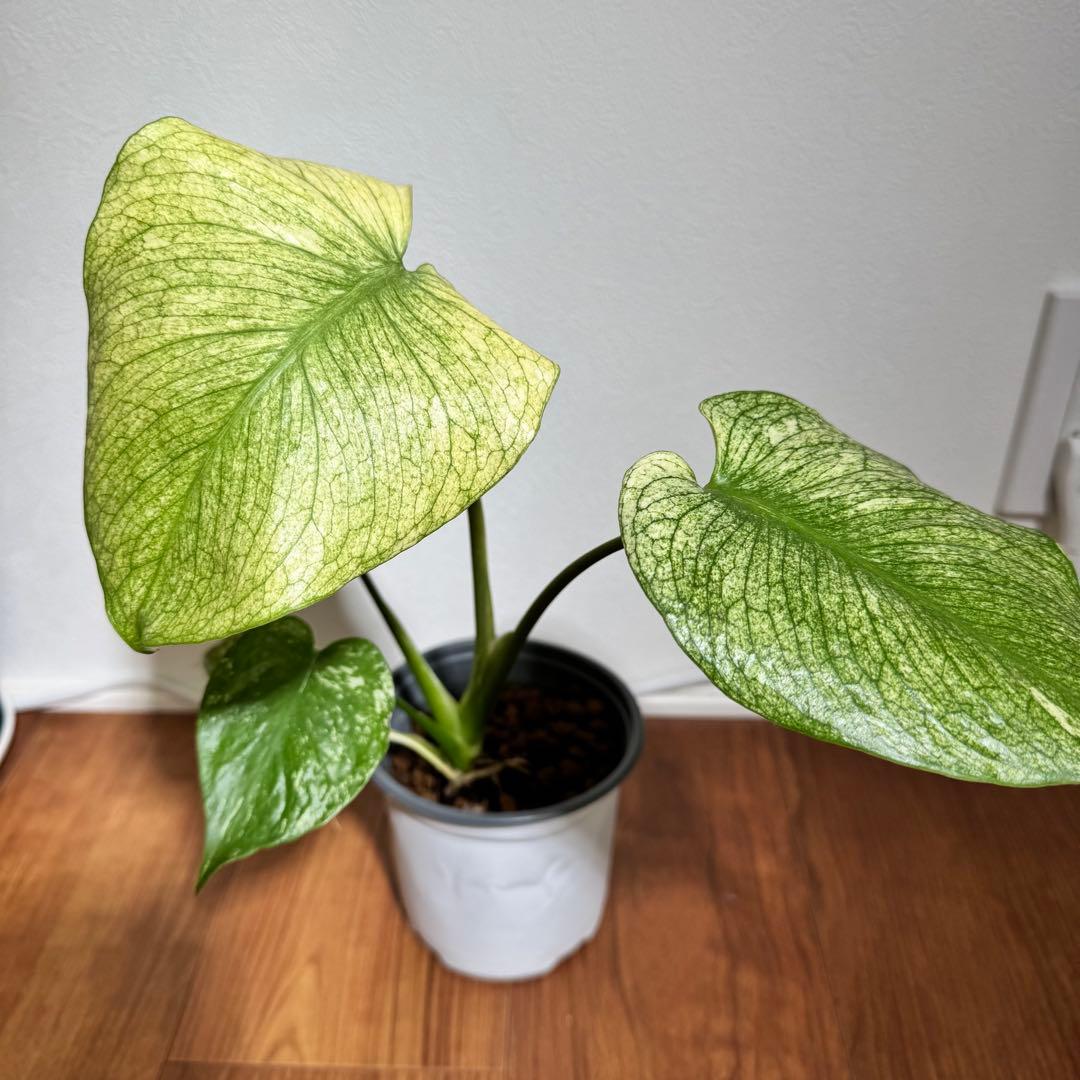 nicuchi様 リクエスト 2点 まとめ商品 nicomochi☆様 リクエスト 2点 まとめ商品 - メルカリ