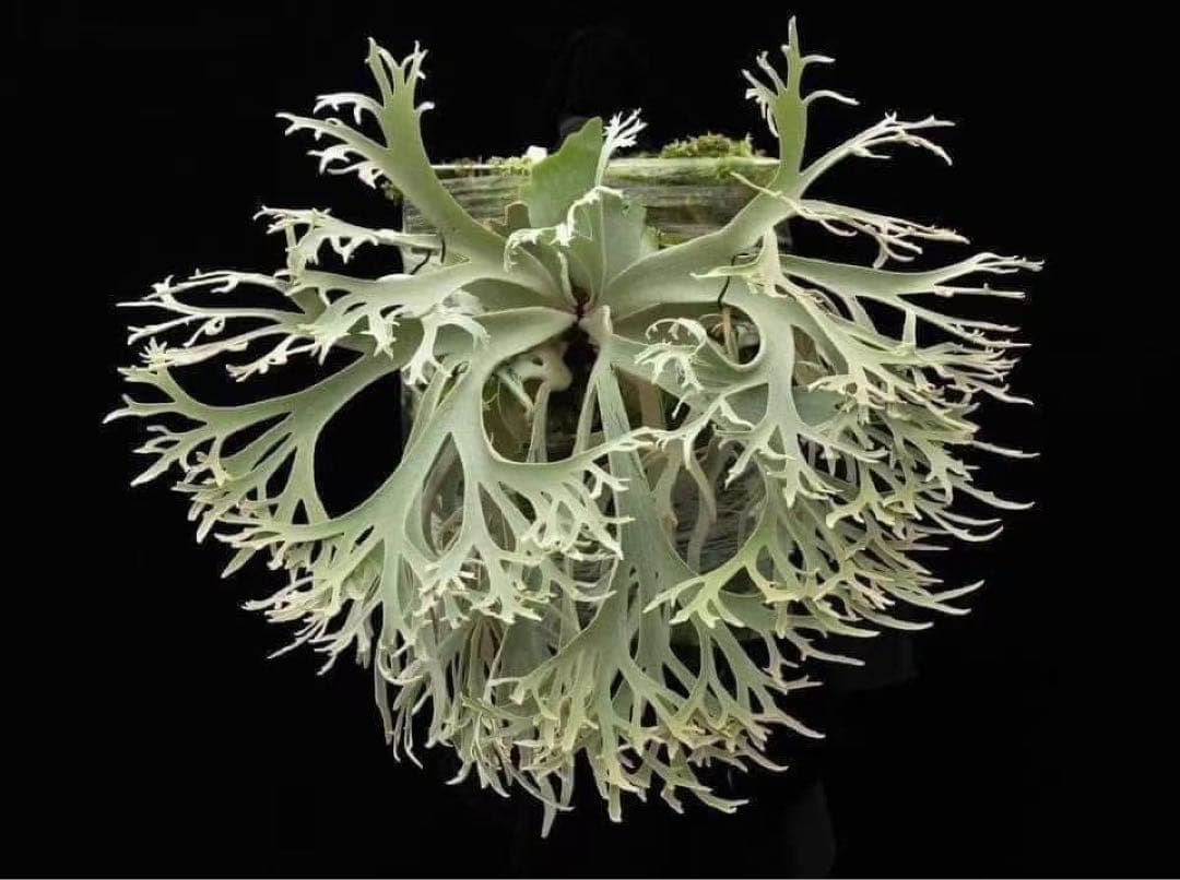 ビカクシダ P. willinckii Jenny TC #002 - メルカリ