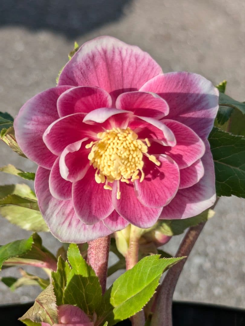 【広瀬園芸】クリスマスローズ　ソレイユ系dd整形花 公認】 広瀬園芸 ソレイユ クリスマスローズ 開花株 - メルカリ