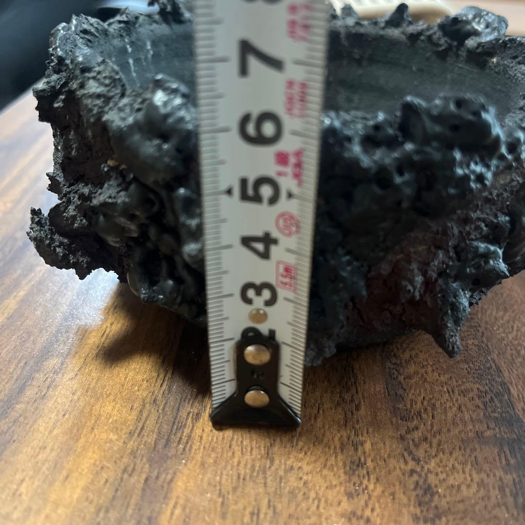 ゴジラ鉢 goat 塊根植物 アガベ グラキリス - メルカリ