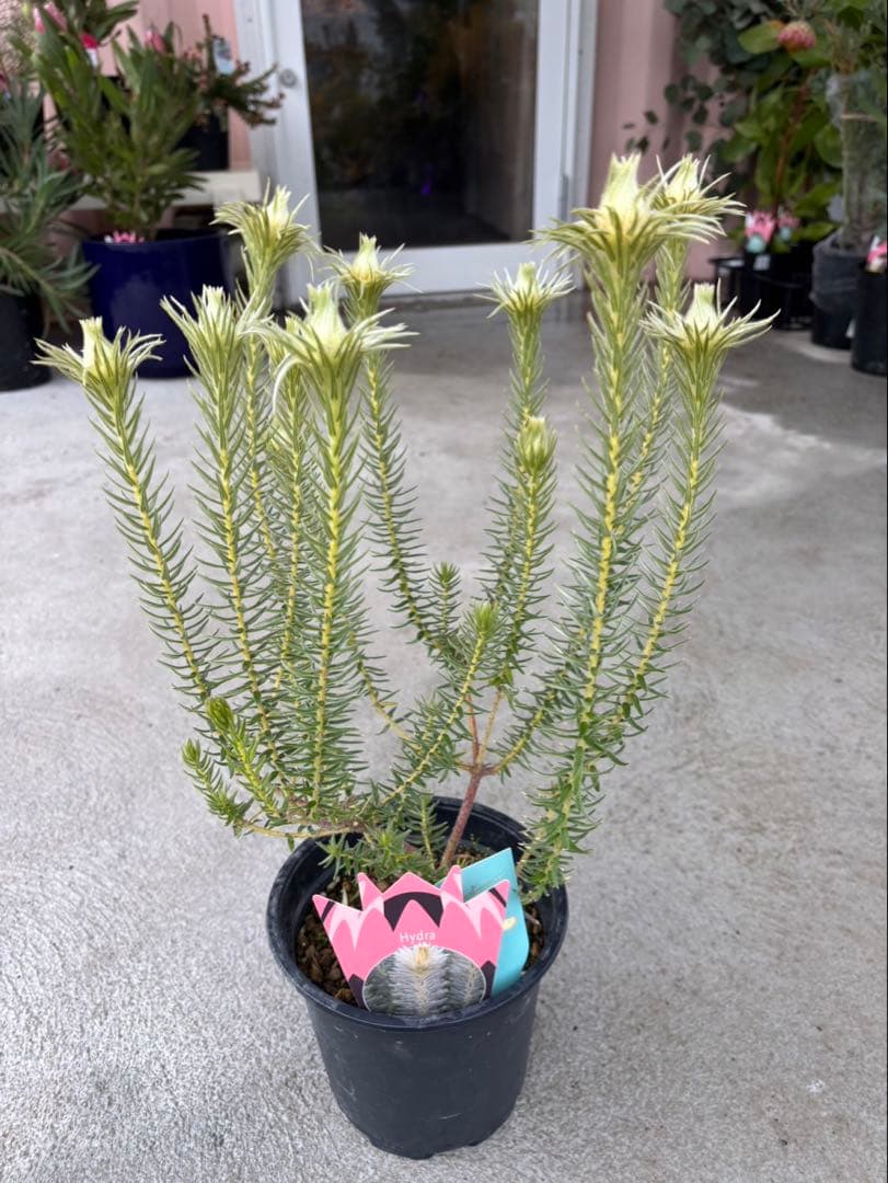 フィリカ　ハイドラ　希少　3 楽天市場】鉢花 観葉植物：フィリカ プベッセンス ワフトフェザー