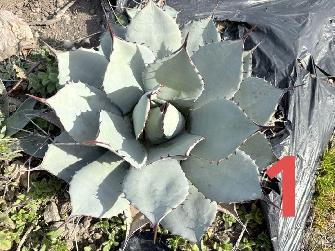 確認用　アガベ　吉祥天 アガベ 吉祥天 - メルカリ