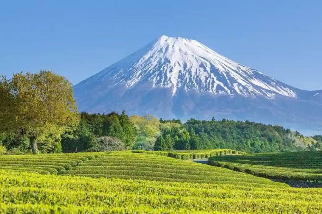 木 ウッドブラケット Wood Bracket ZIG JO163 木製 アクシス ブラケット