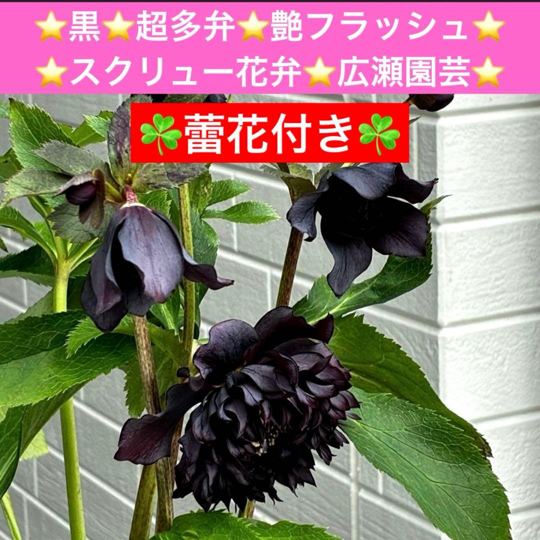 ま*こ様 3553☘️蕾花付き☘️⭐️黒⭐️超多弁⭐️艶フラッシュ⭐️スクリュー