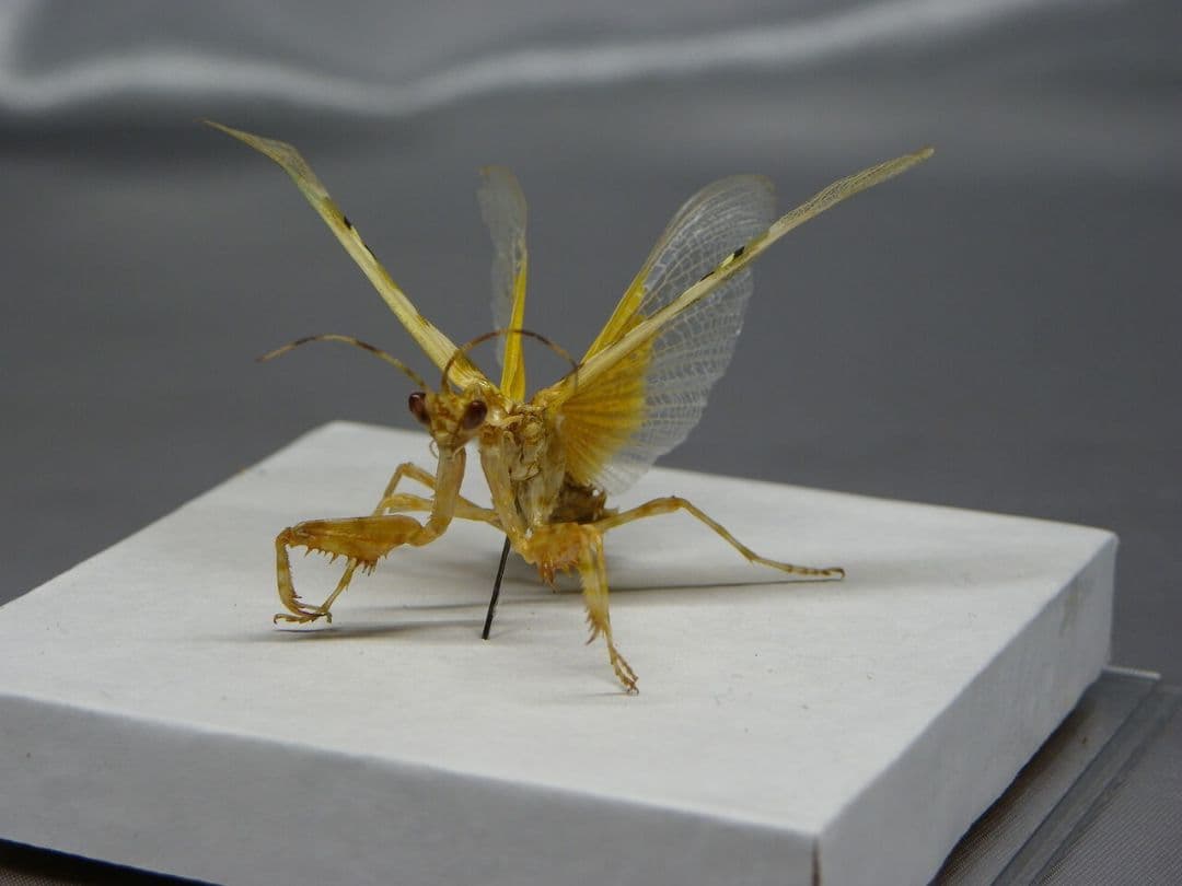 アフリカメダマカマキリ ペア 立体標本