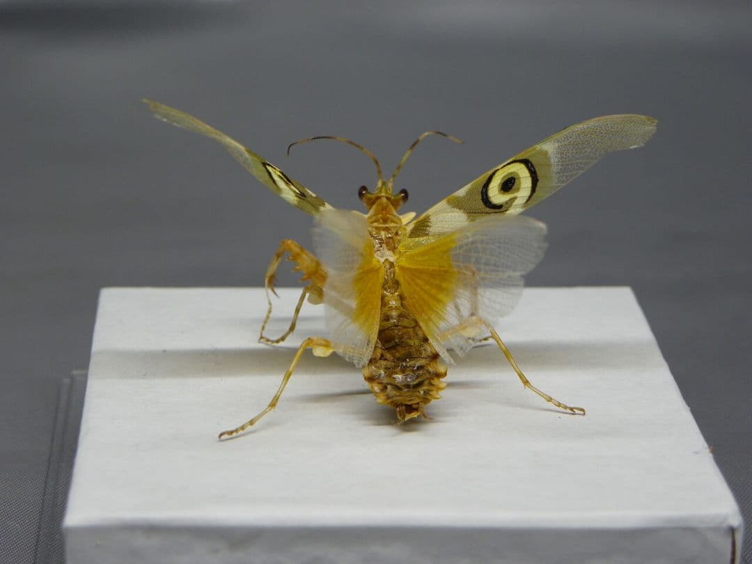 アフリカメダマカマキリ ペア 立体標本