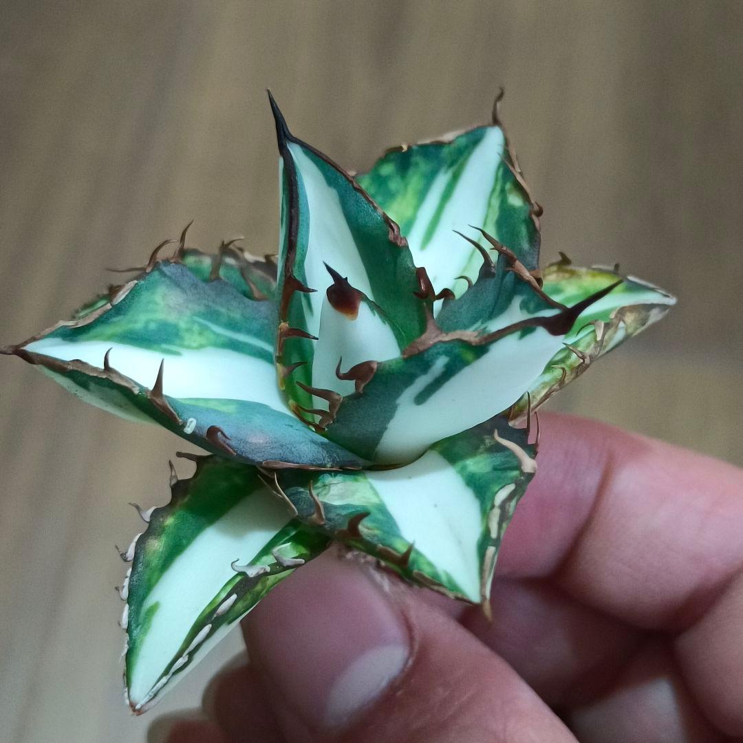 A019 特選 アガベ チタノタ 太陽神錦 極白中斑錦 特白 明錦 極上株