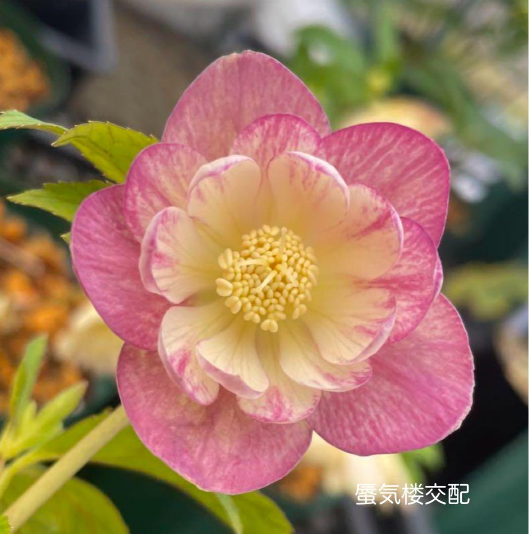 蜃気楼交配 クリスマスローズ苗 - メルカリ