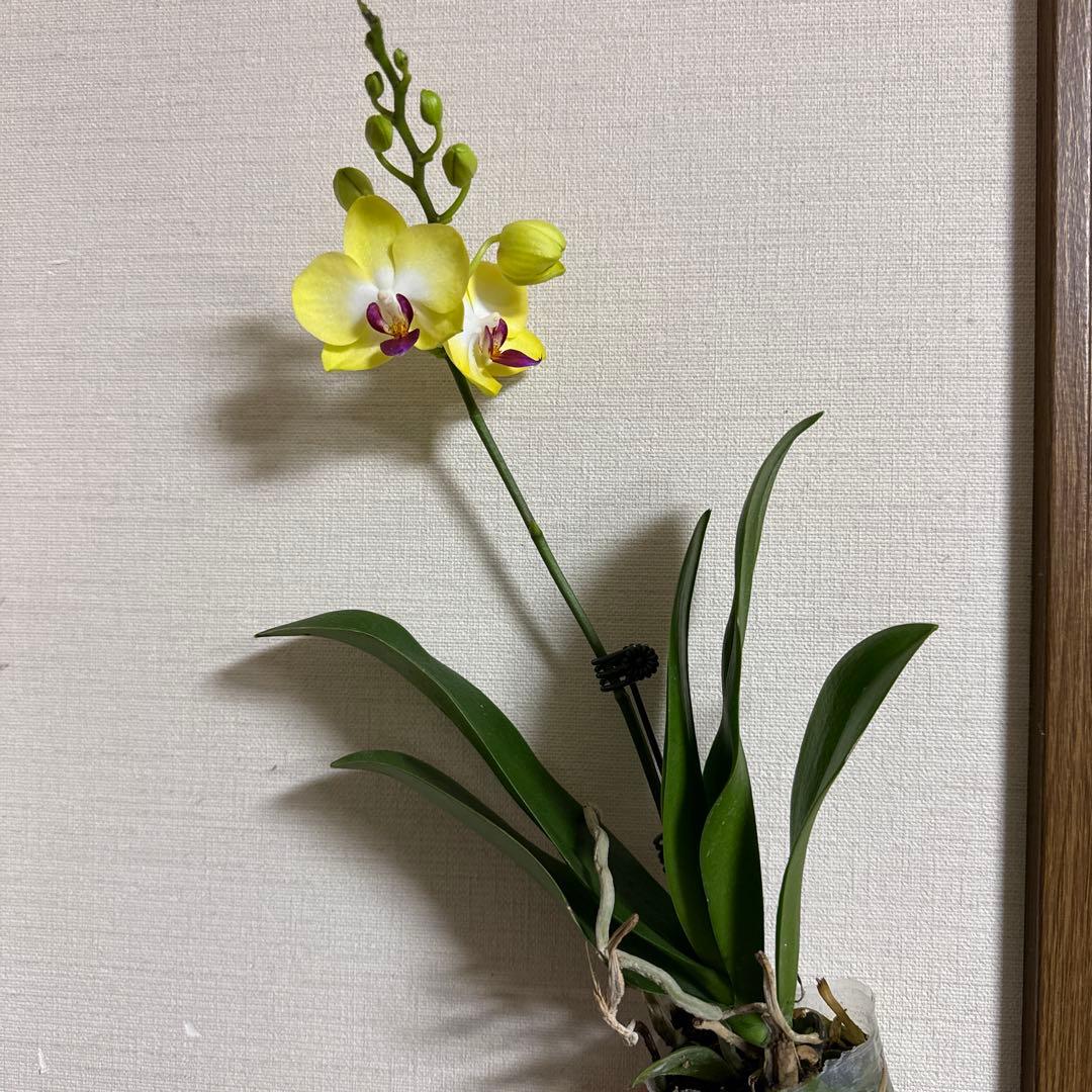 洋ラン洋蘭胡蝶蘭交配種コチョウラン Phal.Star Shapeスターシェープ