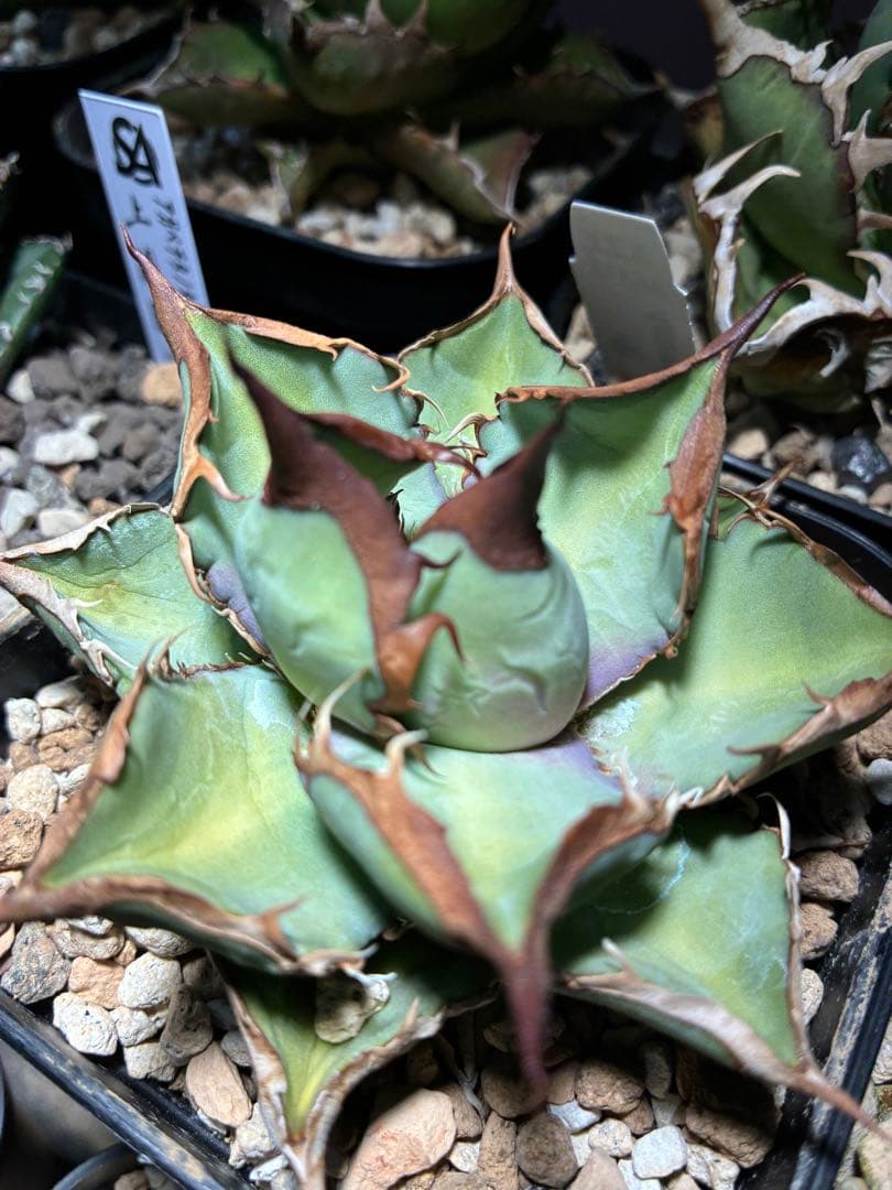 アガベ　オテロイ実生選抜株　中株　オテロイ　強鋸歯 アガベ オテロイ 実生選抜のススメ(と私の考え)｜🍀GreenSnap