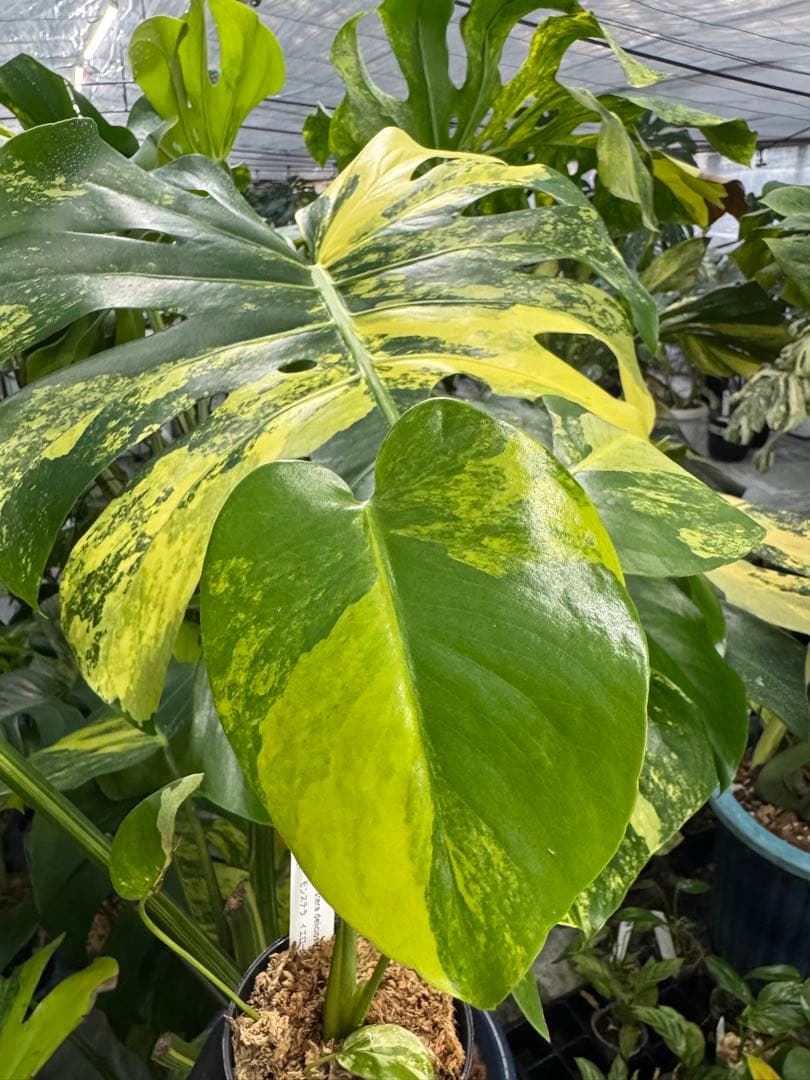 K1モンステラ イエローマリリン 黄斑入り