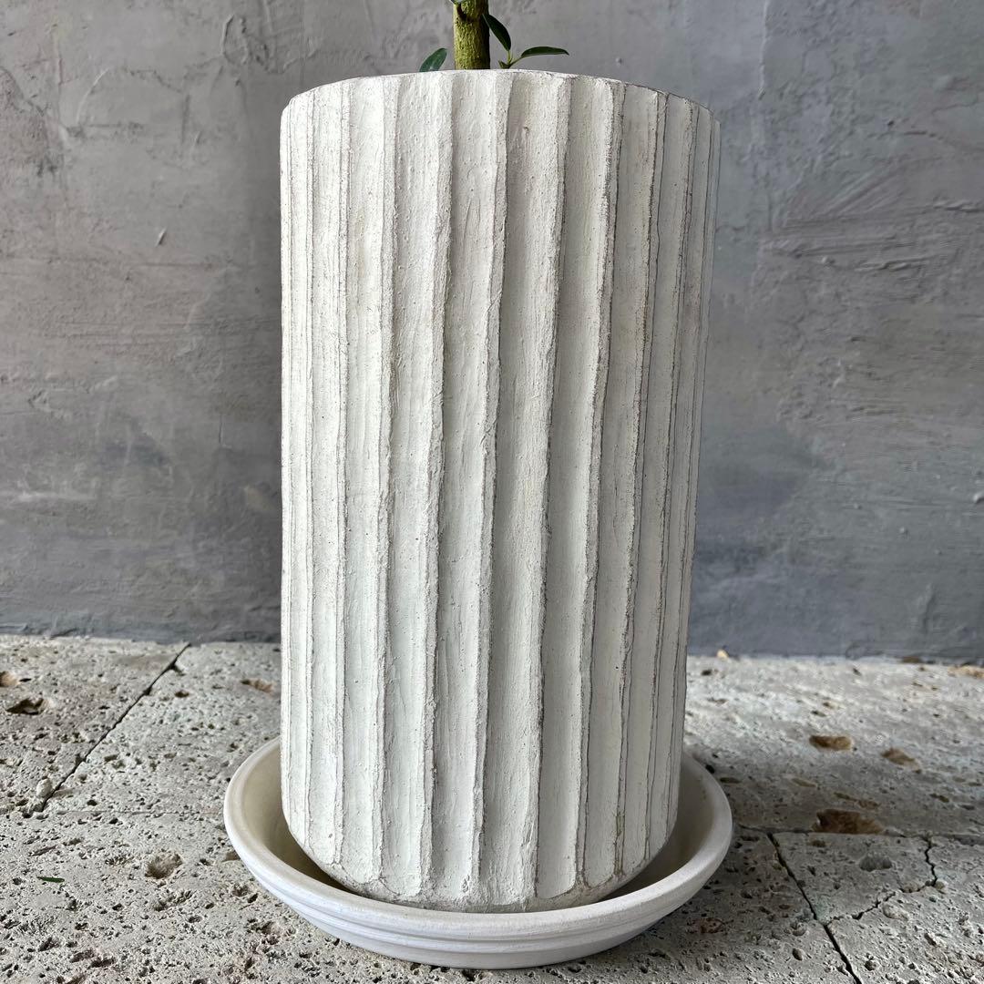 ハリー様専用 大型 フランスゴムの木 螺旋仕立て 陶器鉢 植え込み発送