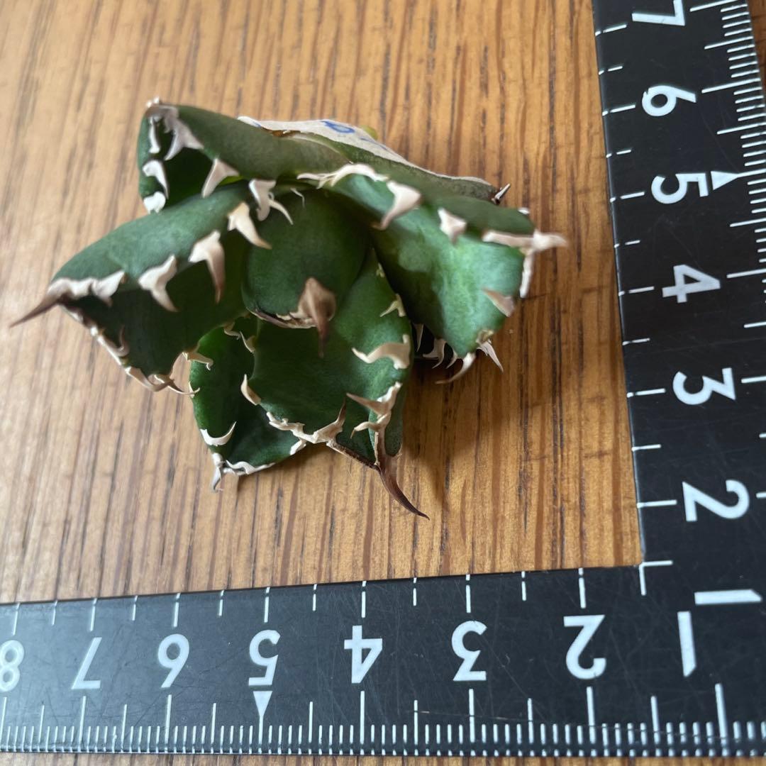 REZA産】イラン株 選抜 アガベ NOVA ノヴァ 天芽 12月便 - メルカリ