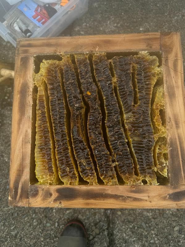 日本蜜蜂 重箱式巣箱4段 スライド底板 t付巣門台座　スノコ付き　セット割有