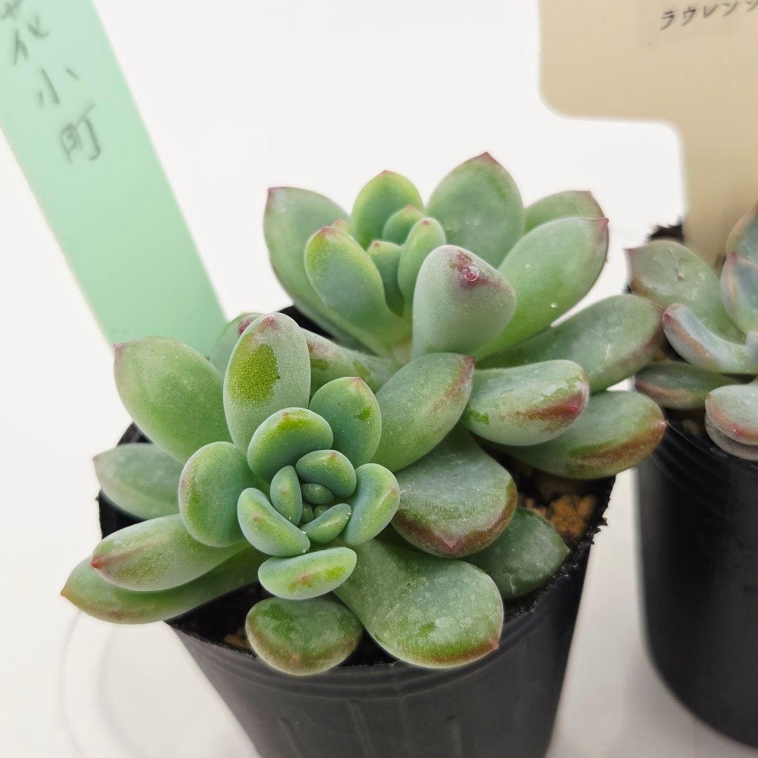 ⑧姫花火❣️コルリ❣️花小町❣️発根済!つぶつぶ屋さん ネコポス送料