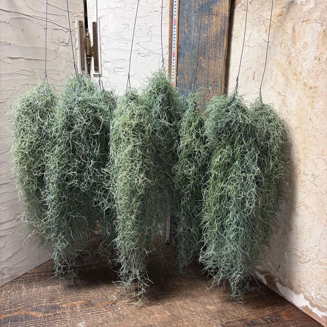 【専用商品】　チランジア　ウスネオイデス　大束10