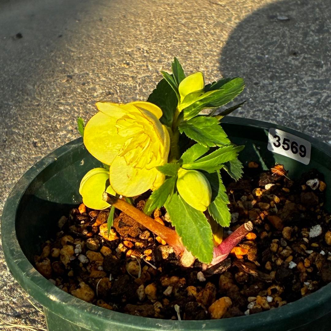 u*0様 3569☘️沢山花蕾付☘️ボリュームSD⭐️超小輪⭐️オーレア⭐️超コ