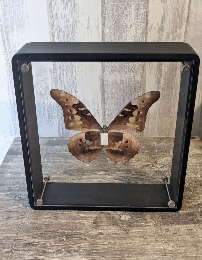 美品「レテノールモルフォ」標本 専用ケース付(ハンドメイド) - メルカリ
