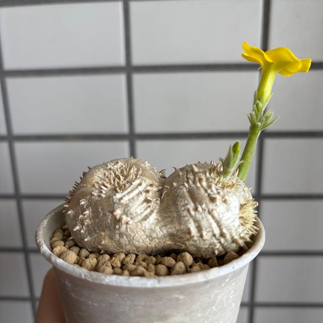 鉢付き】 パキポディウム ブレビカウレ 実生 ダブルヘッド 恵比寿笑い