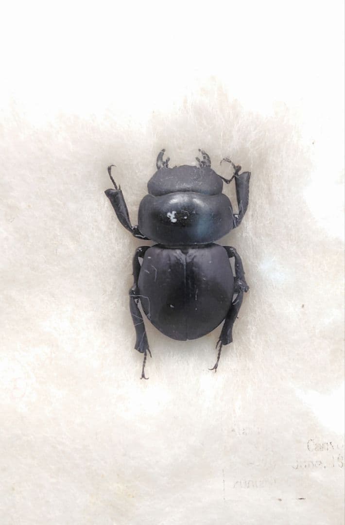 Aptrocyclus honoluluensis 標本 ハワイハネナシクワガタ ハワイハネナシクワガタ 標本 - One's habitat Blog