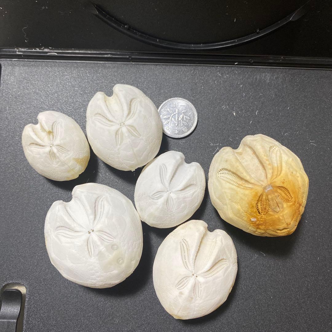 ブンブク ウニ殻 ウニ 標本 - メルカリ