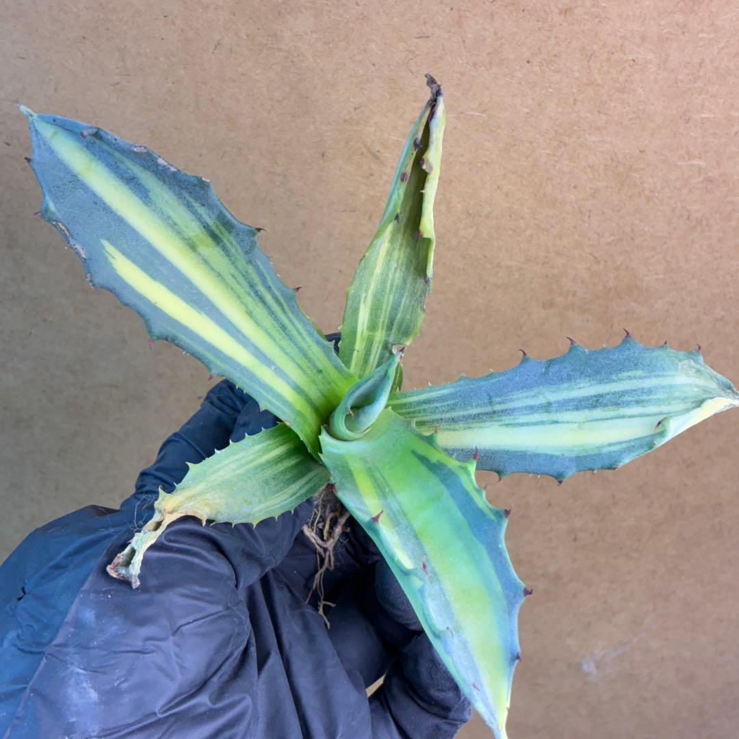 H*g様 アガベ フェロックス錦 極上株 縞斑錦 永久斑 超希有 - メルカリ