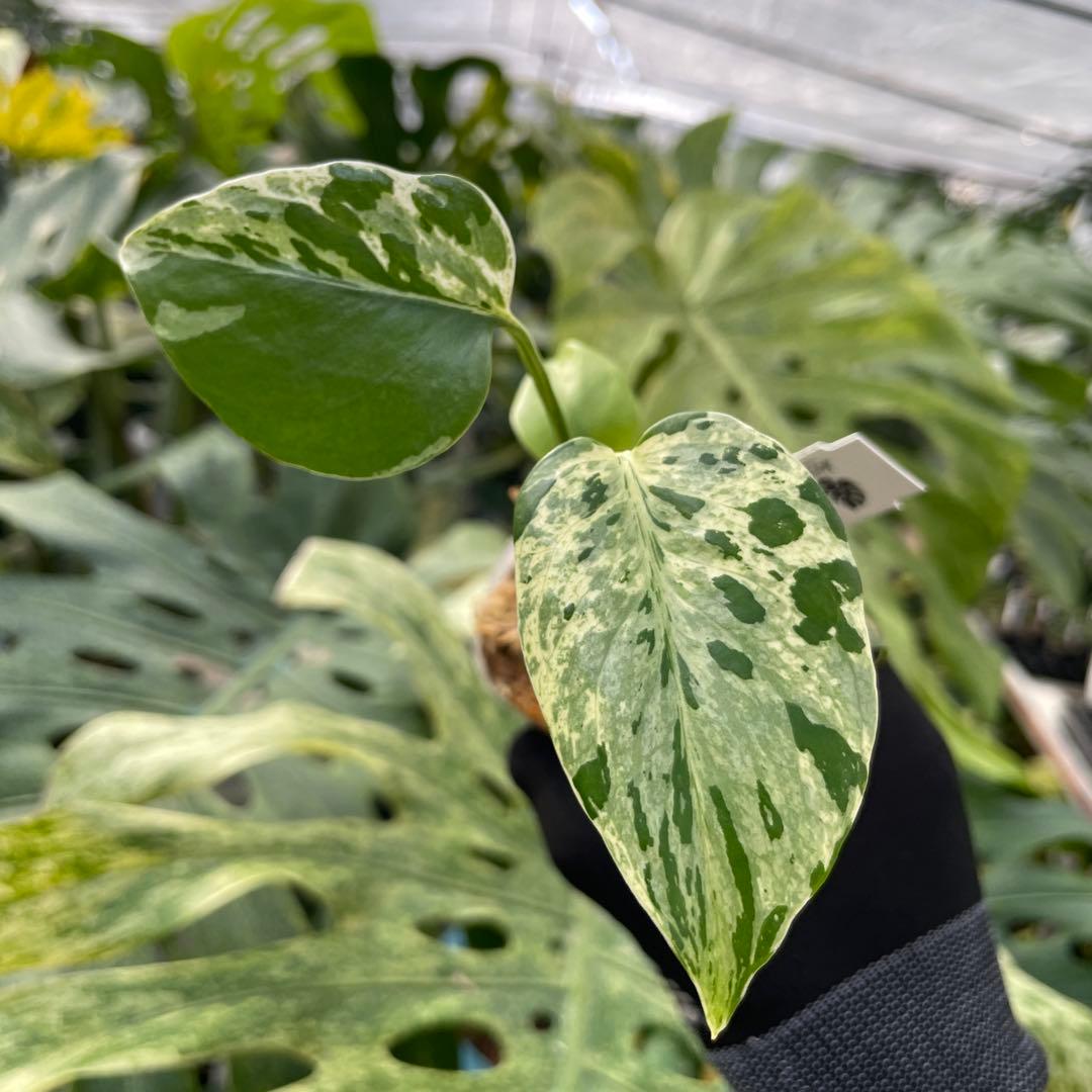 14モンステラ デリシオーサ ベトシオーサ 2寸ポリポット ネコポス発送