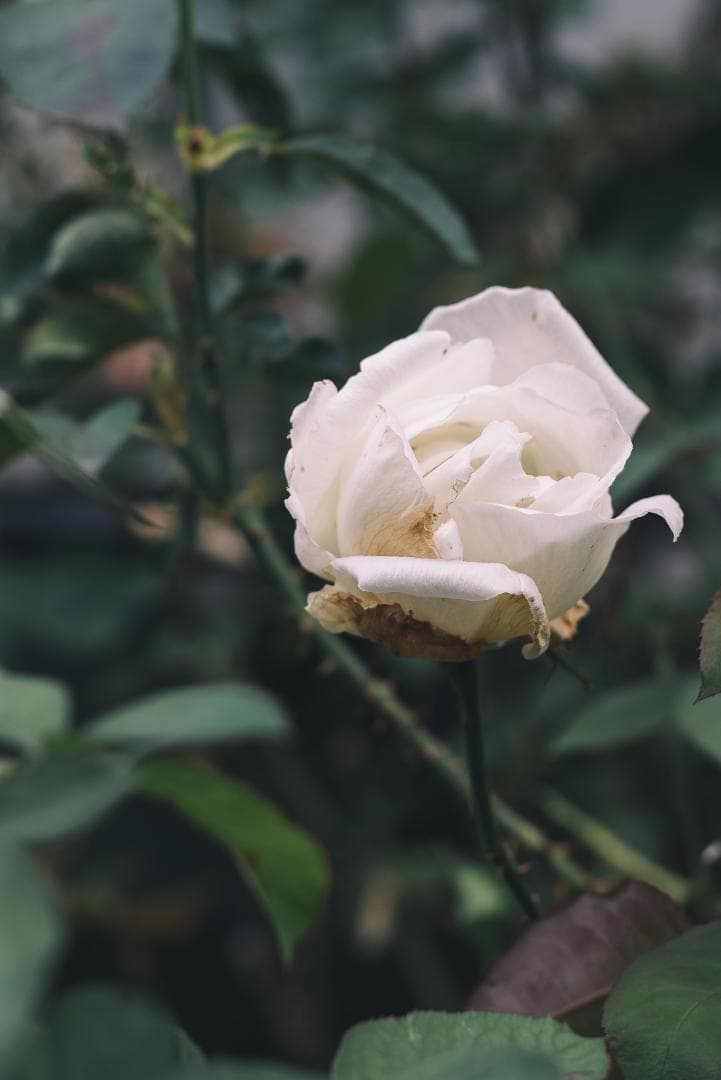 珍しい山崎磨き！Leica Elmar 90mm F4 オールドレンズ