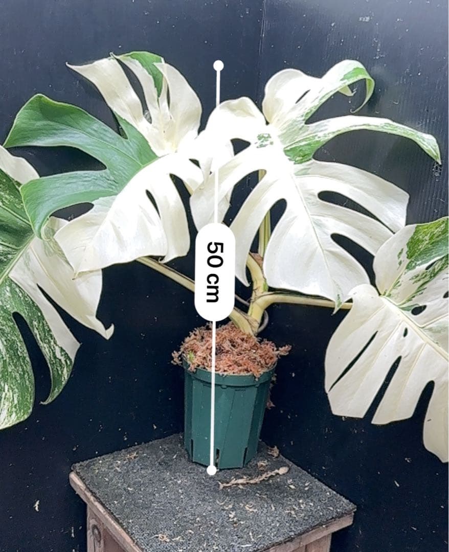 斑入りモンステラ ホワイトタイガー極美大株50cm白斑多 - メルカリ