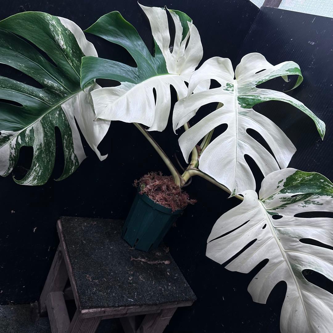 斑入りモンステラ ホワイトタイガー極美大株50cm白斑多 - メルカリ