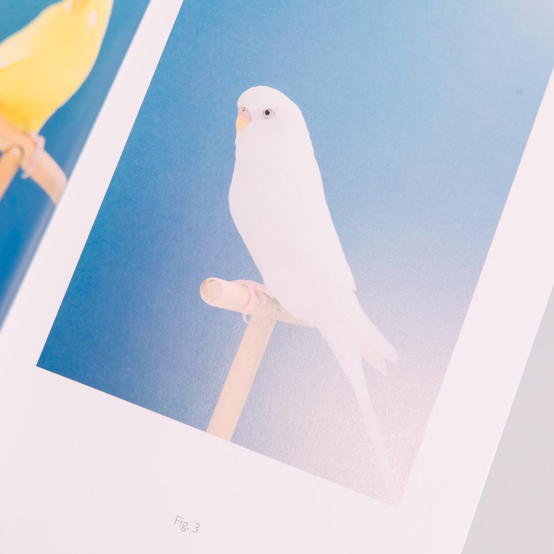 【美品】Luke Stephenson 作品集【希少本】