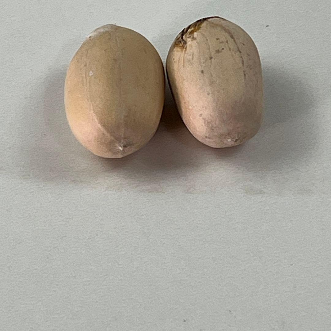 E42 エンセファラルトス・ホリダス 種子2粒 - メルカリ