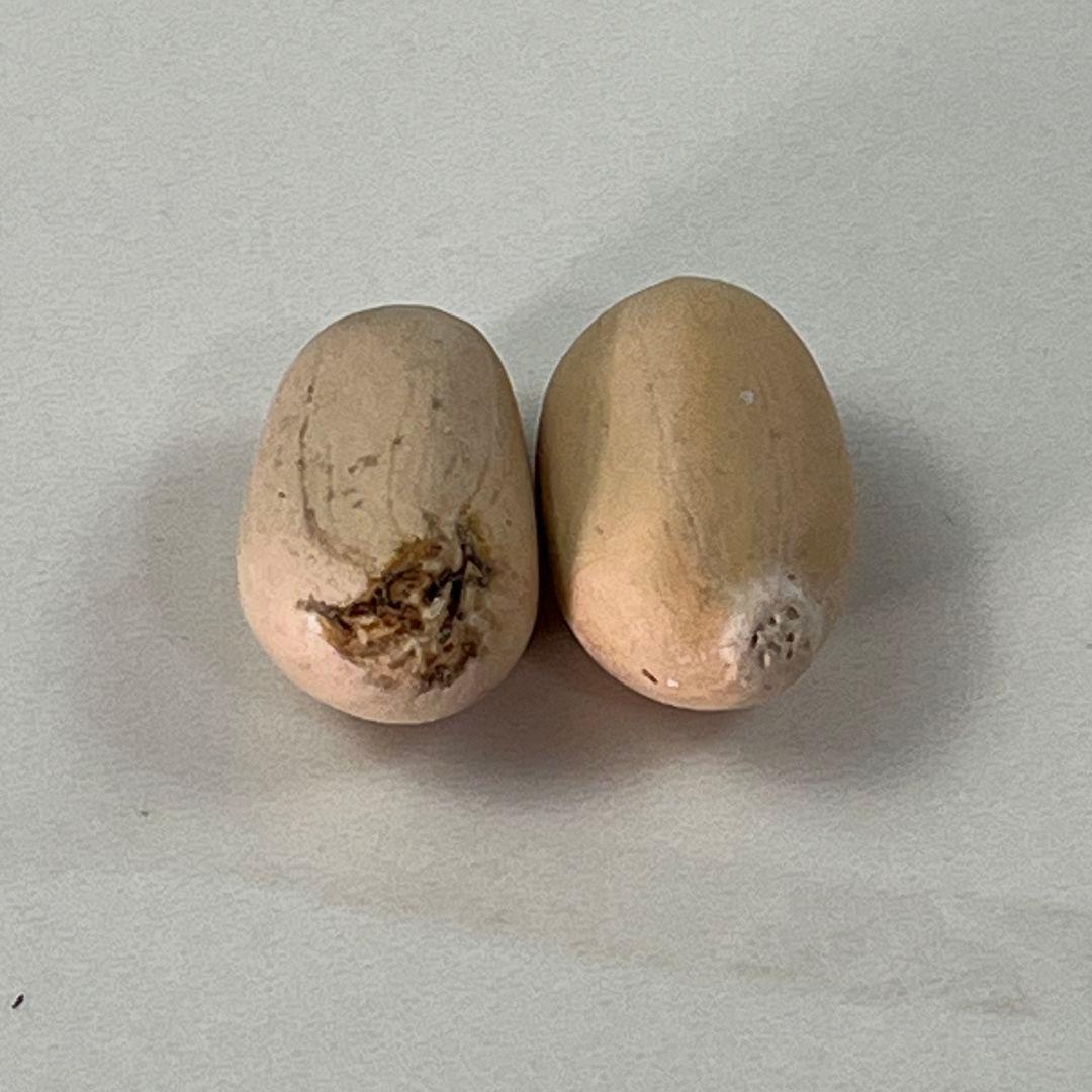 E42 エンセファラルトス・ホリダス 種子2粒 - メルカリ