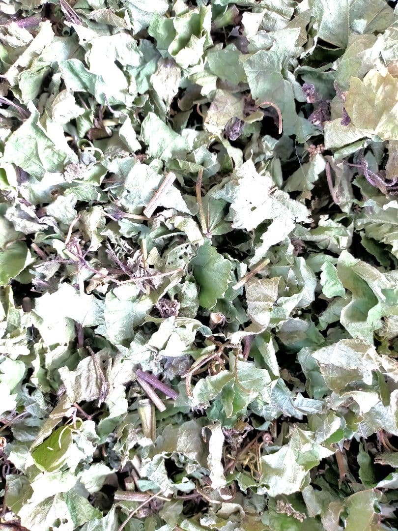 陰干し自然乾燥 健康馬ブドウ茶】野ぶどう茶 500g 発送日に新鮮袋詰め