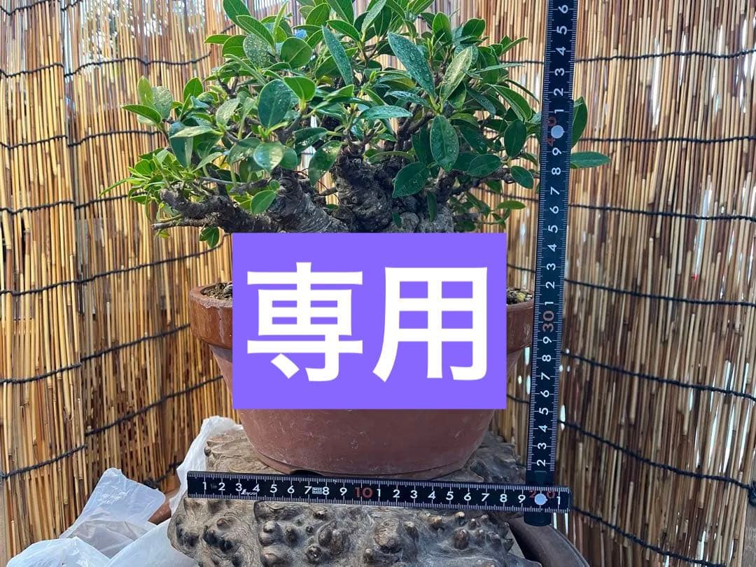 ✨✨✨superガジュマル【◎ジブリの世界】検/イボガジュマル♪セール♪ ✨✨✨superガジュマル 小品イボ幹【ジブリの世界】 - メルカリ