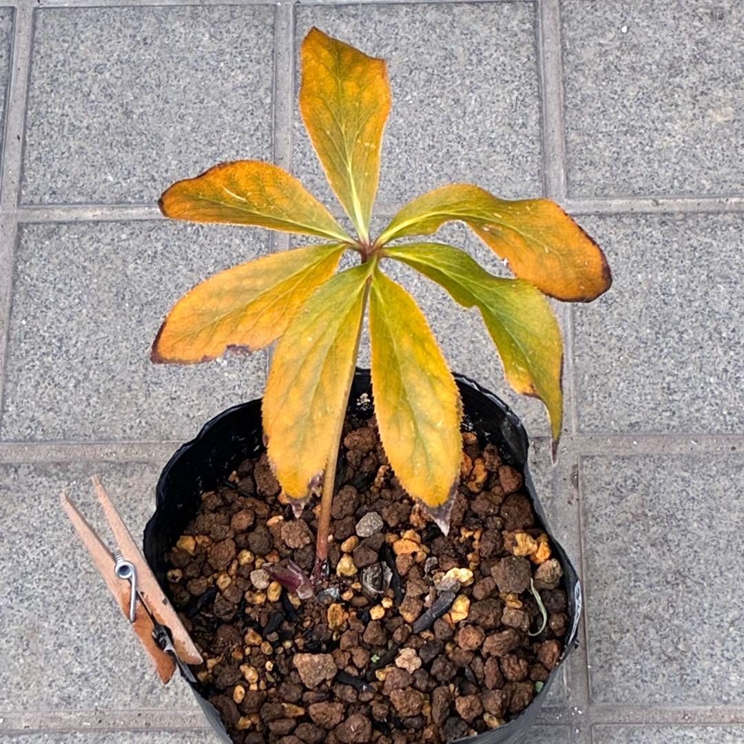 の*ん様 3319⭐️唯一無二⭐️超特殊⭐️白ブチ⭐️オーレア⭐️薄いフィルム的