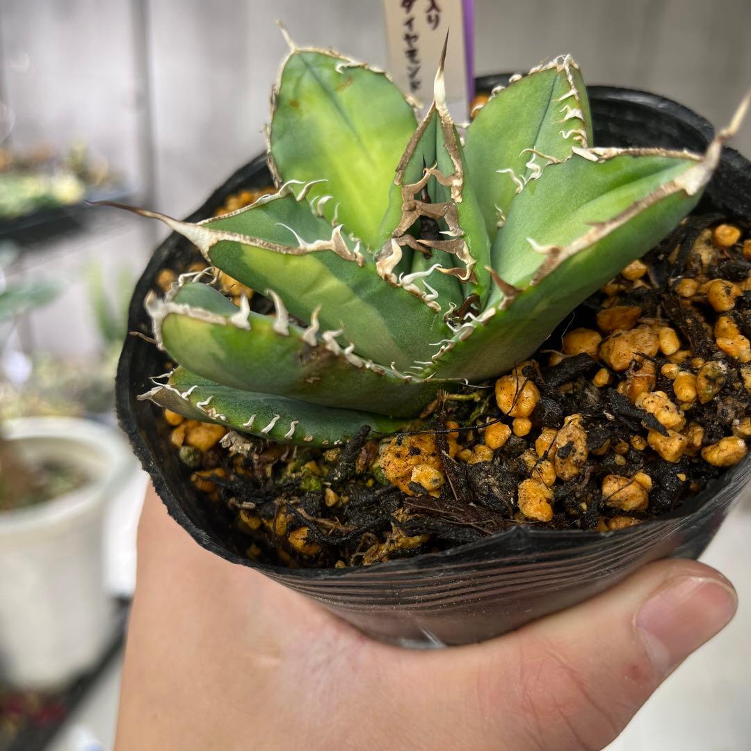 アガベ SAD錦斑入り抜き苗発送 - メルカリ