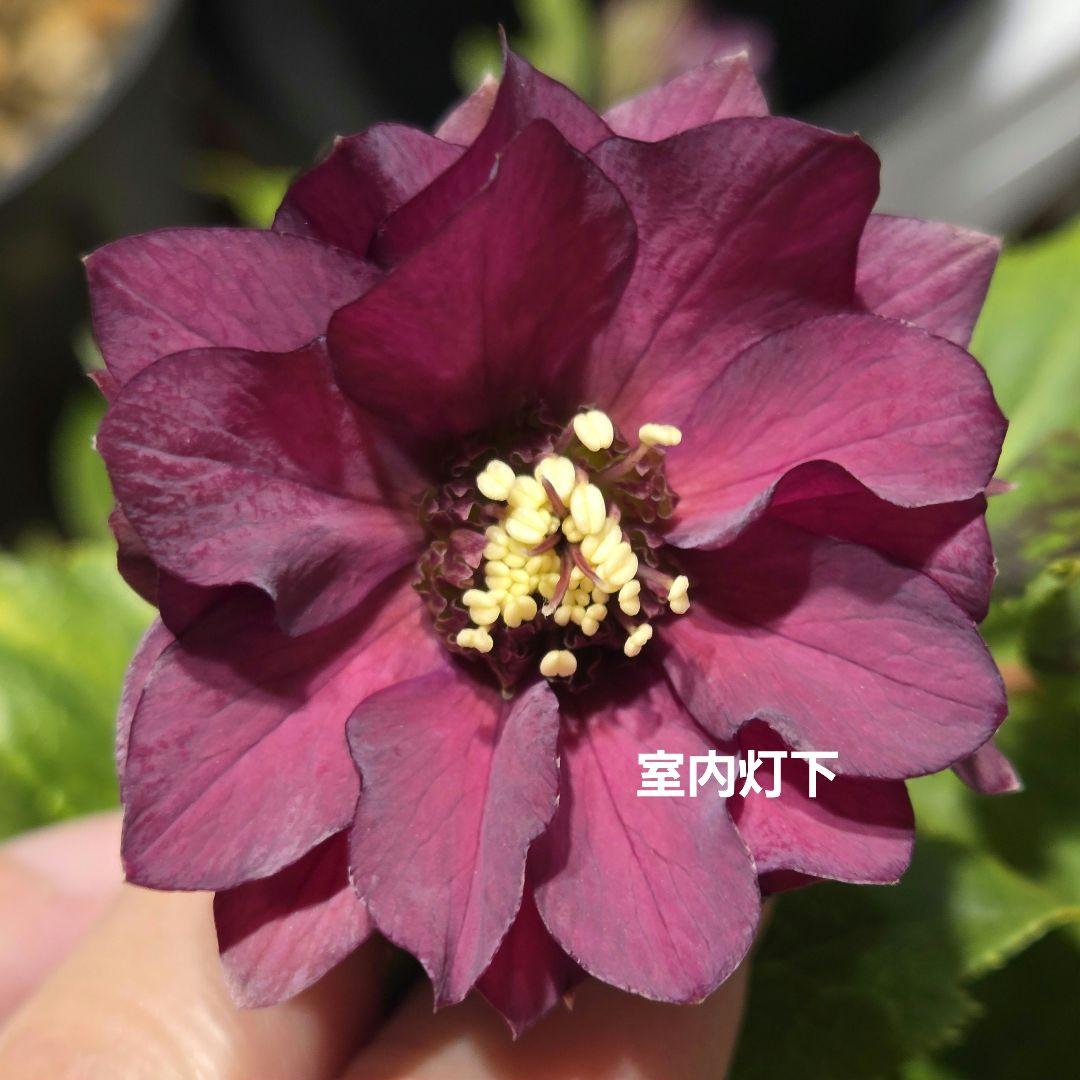 最新写真 クリスマスローズ シャルウィダンス赤 若泉ファーム - メルカリ