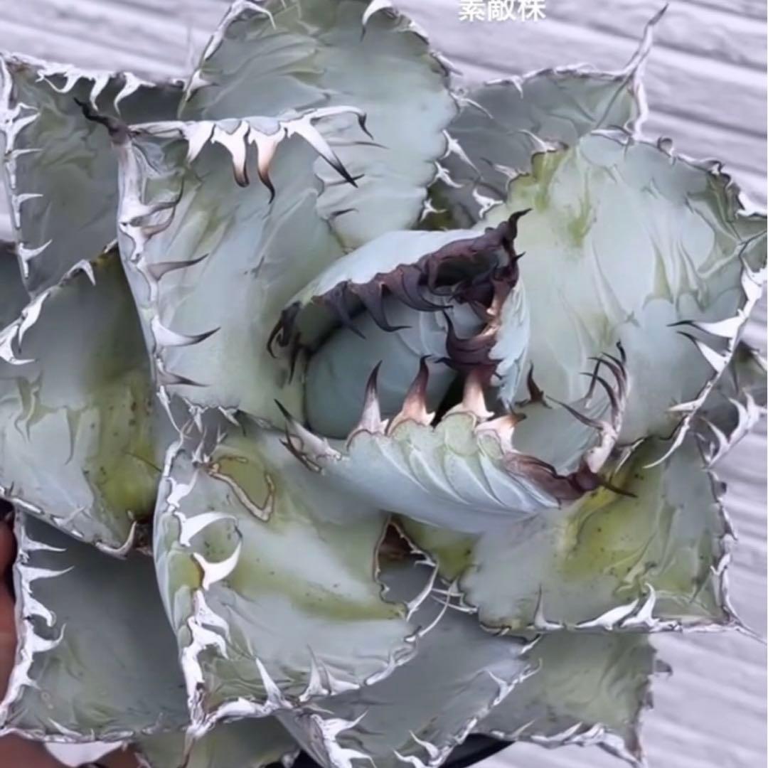 アガベ チタノタ 白爪 ホワイトファング dennis ikori - メルカリ