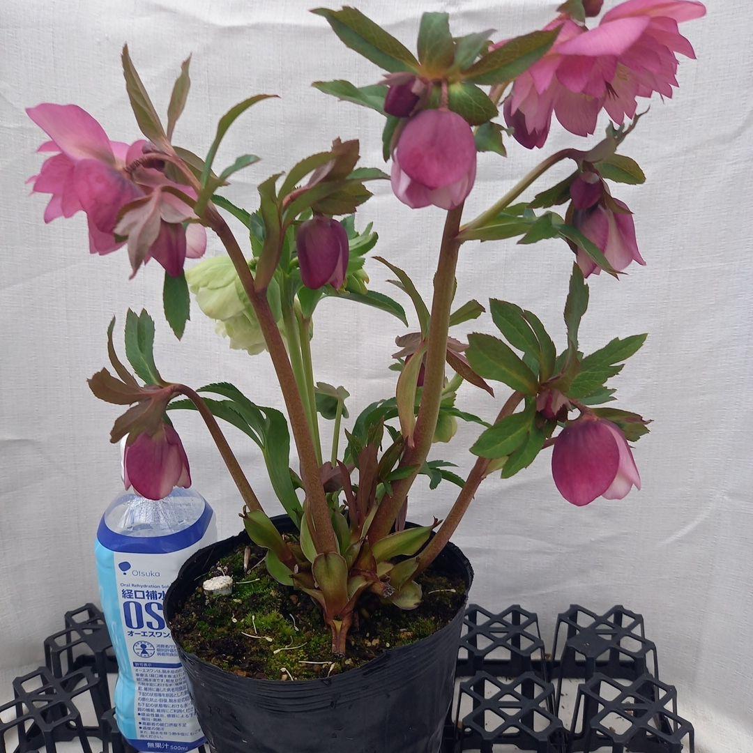 つぼみいっぱい！2種植えクリスマスローズ、大苗、開花株 - メルカリ
