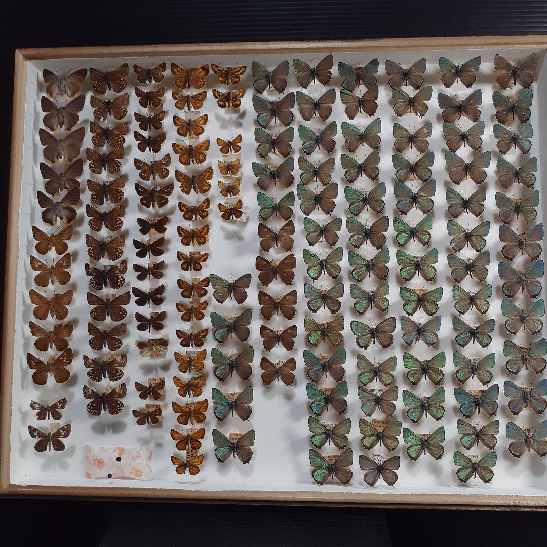 蝶標本　ゼフィルス及びセセリチョウ科22種。大型ドイツ標本箱二箱入りセット
