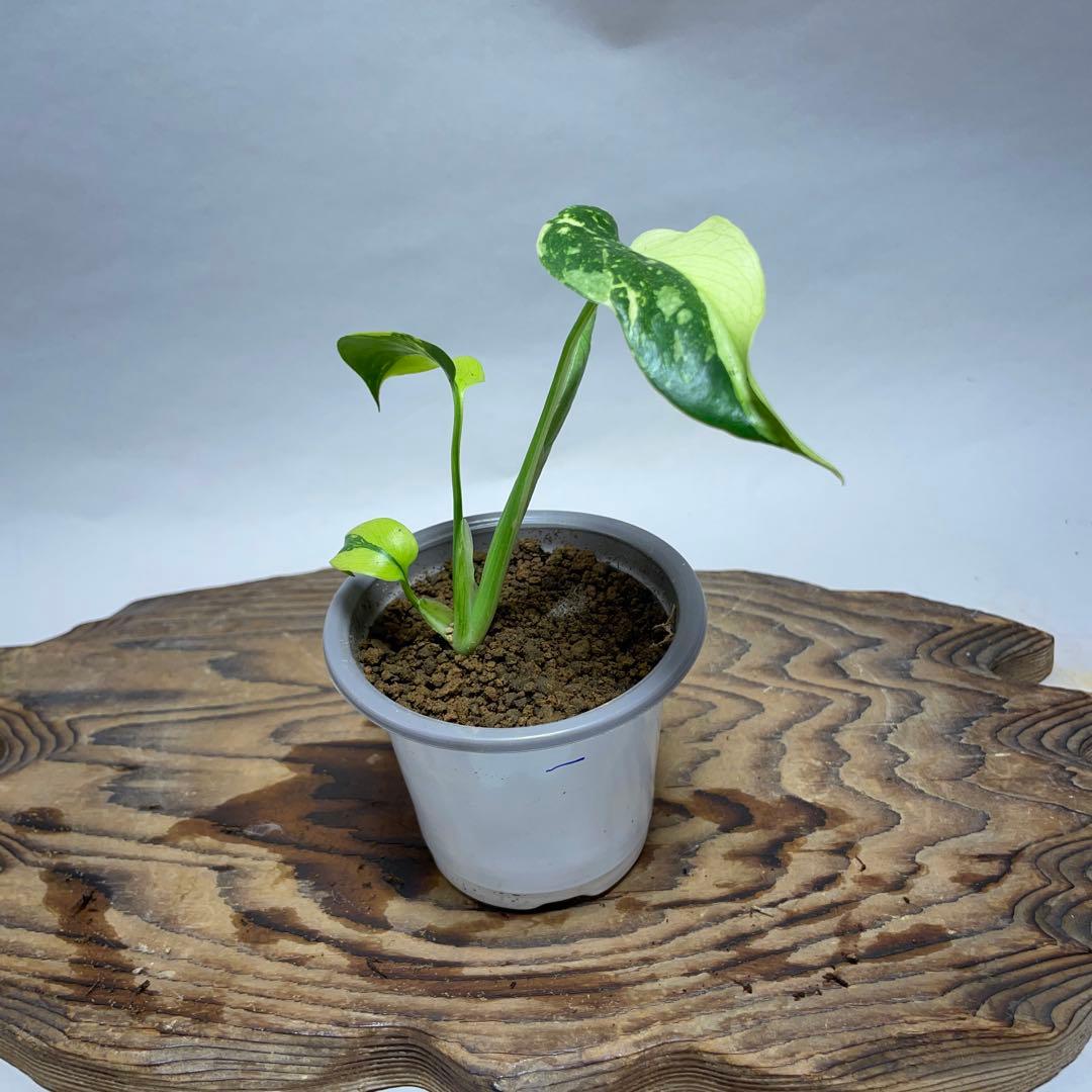 Q120 品種保証 【希少】モンステラ・エレクトロライト 美株 斑入り