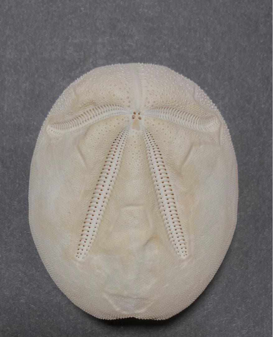 オオブンブク ブンブク ウニ ウニ殻 標本 - メルカリ