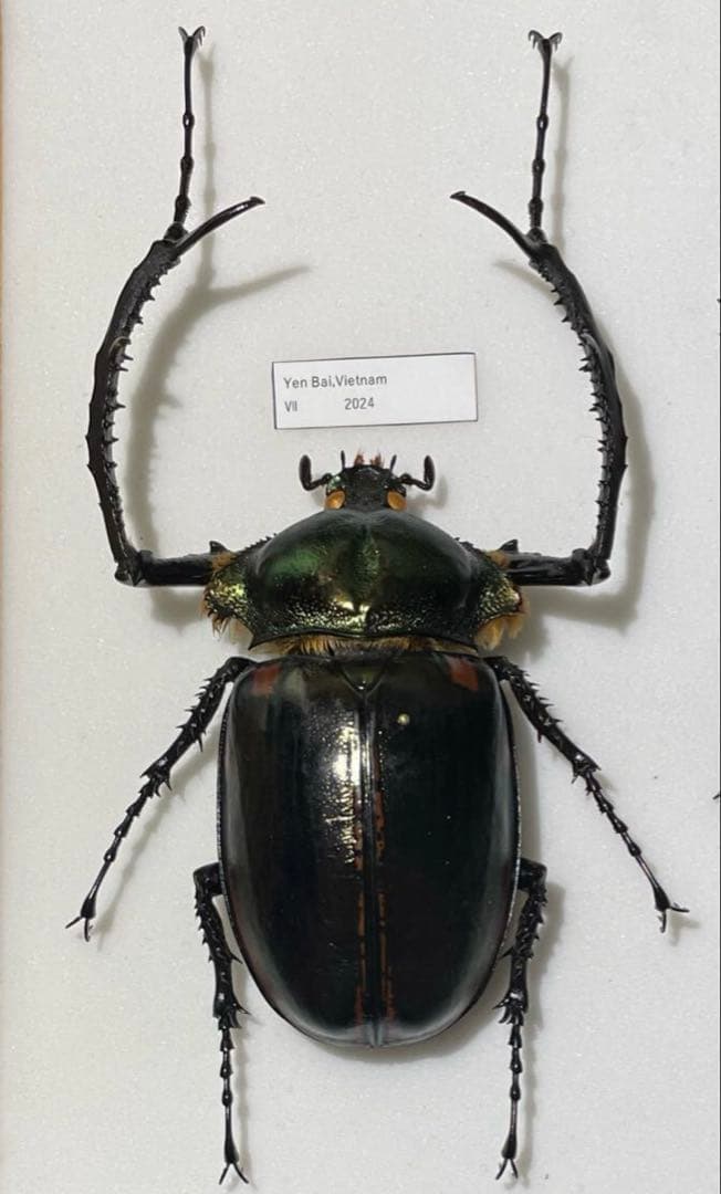 マレーテナガコガネ 標本 ペア