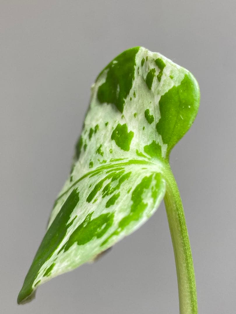 山*本様 【全葉斑入り‼️】モンステラ デリシオーサ バルバソー