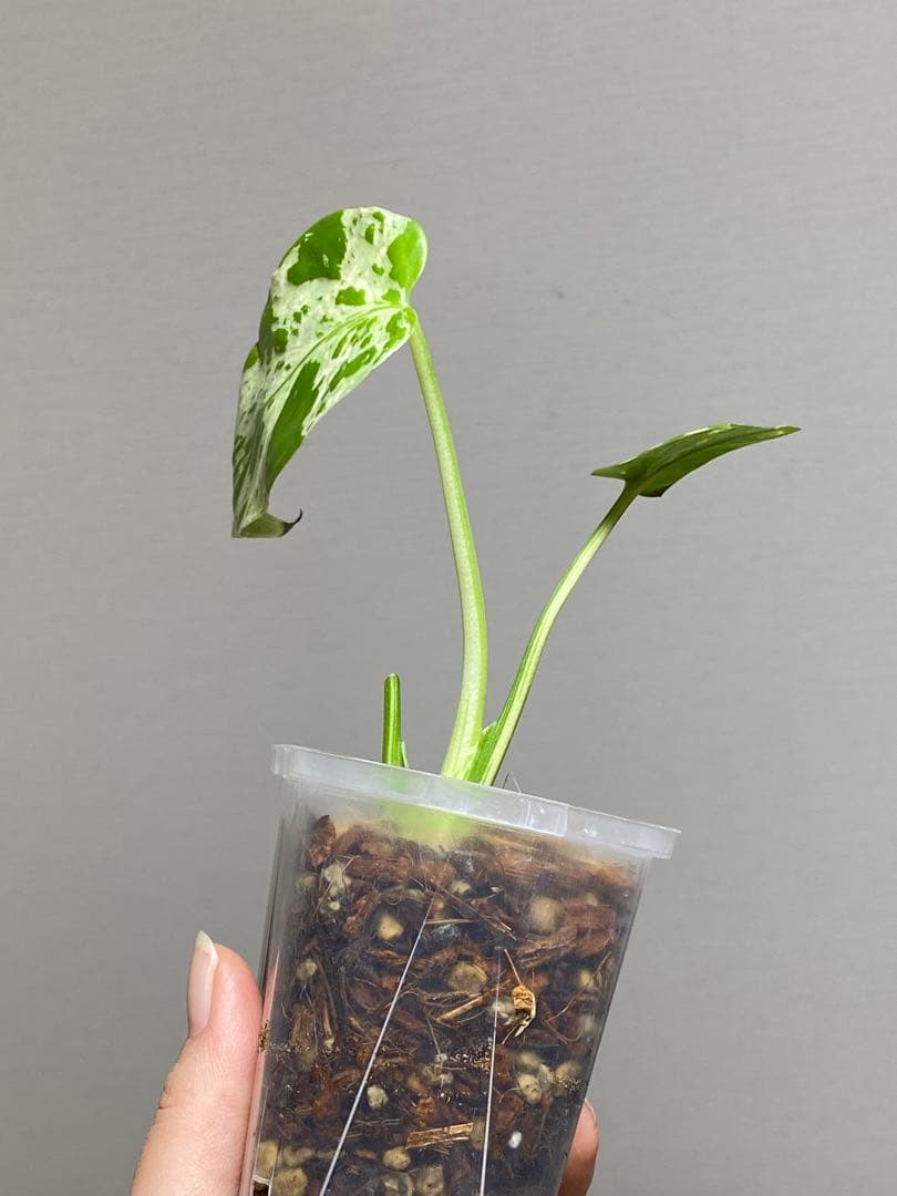 山*本様 【全葉斑入り‼️】モンステラ デリシオーサ バルバソー