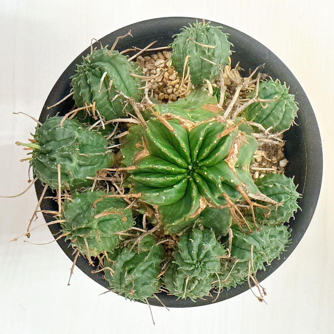 子吹きバリダ【モンスト】ユーフォルビア/綴化 オベサ ホリダ - メルカリ