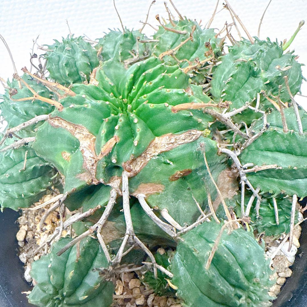 子吹きバリダ【モンスト】ユーフォルビア/綴化 オベサ ホリダ - メルカリ