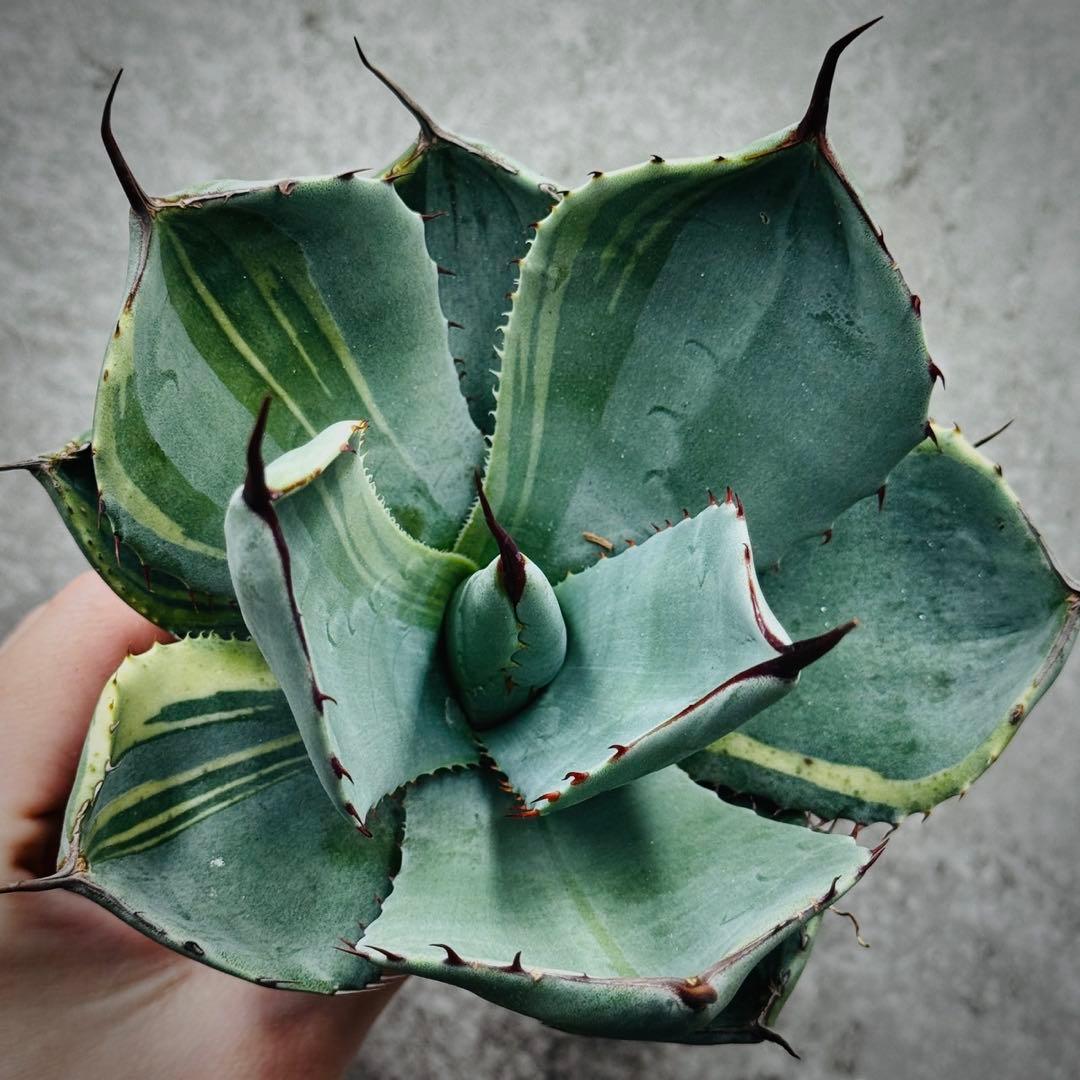 佐*い様 多肉植物・アガベ・変異パリー・パリートランカータ・厚葉・世の中希少特選 やましち山野草店 / 多肉植物 アガベ パリー トランカータ 7.5〜9cm